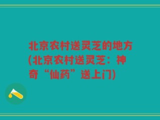 北京农村送灵芝的地方(北京农村送灵芝：神奇“仙药”送上门)