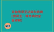 天仙雪灵芝功效与作用(雪灵芝：神奇功效全面详解)