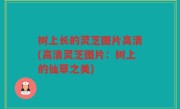 树上长的灵芝图片高清(高清灵芝图片：树上的仙草之美)