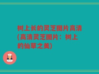 树上长的灵芝图片高清(高清灵芝图片：树上的仙草之美)