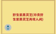野生紫黑灵芝(珍贵野生紫黑灵芝再现人间)