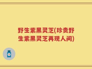 野生紫黑灵芝(珍贵野生紫黑灵芝再现人间)
