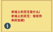 老墙上的灵芝是什么(老墙上的灵芝：祖辈传承的宝藏)