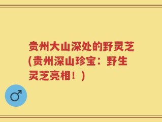 贵州大山深处的野灵芝(贵州深山珍宝：野生灵芝亮相！)