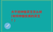 大干团种植灵芝怎么样(如何种植优质的灵芝？)