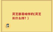 灵芝都是啥样的(灵芝长什么样？)