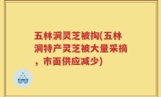 五林洞灵芝被掏(五林洞特产灵芝被大量采摘，市面供应减少)