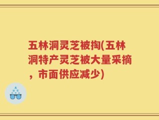 五林洞灵芝被掏(五林洞特产灵芝被大量采摘，市面供应减少)