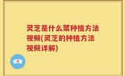 灵芝是什么菜种植方法视频(灵芝的种植方法视频详解)
