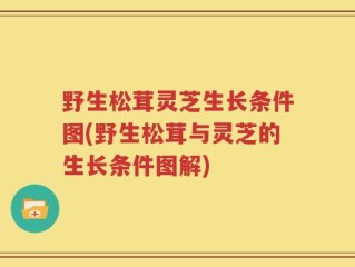 野生松茸灵芝生长条件图(野生松茸与灵芝的生长条件图解)