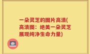 一朵灵芝的图片高清(高清图：绝美一朵灵芝展现纯净生命力量)