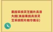 果园采摘灵芝图片高清大图(美丽果园高清灵芝采摘照片精华展示)