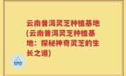 云南普洱灵芝种植基地(云南普洱灵芝种植基地：探秘神奇灵芝的生长之道)
