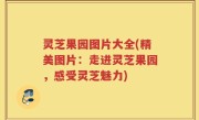 灵芝果园图片大全(精美图片：走进灵芝果园，感受灵芝魅力)