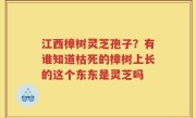 江西樟树灵芝孢子？有谁知道枯死的樟树上长的这个东东是灵芝吗