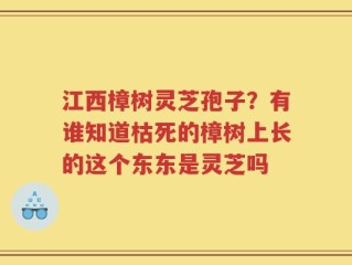 江西樟树灵芝孢子？有谁知道枯死的樟树上长的这个东东是灵芝吗