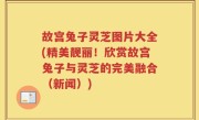 故宫兔子灵芝图片大全(精美靓丽！欣赏故宫兔子与灵芝的完美融合（新闻）)