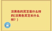 淡黄色的灵芝是什么样的(淡黄色灵芝长什么样？)