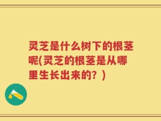灵芝是什么树下的根茎呢(灵芝的根茎是从哪里生长出来的？)