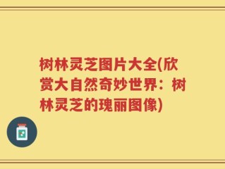 树林灵芝图片大全(欣赏大自然奇妙世界：树林灵芝的瑰丽图像)