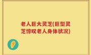 老人巨大灵芝(巨型灵芝惊叹老人身体状况)