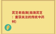灵芝老南澳(南澳灵芝：重获关注的传统中药材)