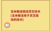 玉米糖渣栽培灵芝技术(玉米糖渣用于灵芝栽培的技术)