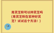 用灵芝粉可以种灵芝吗(用灵芝粉在家种好灵芝？试试这个方法！)