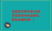 云南灵芝草抖音(云南灵芝草成为抖音网红，掀起全国热潮！)