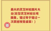 最大的灵芝树桩图片大全(巨型灵芝树桩壮观图集，错过等于错过一次震撼视觉盛宴！)