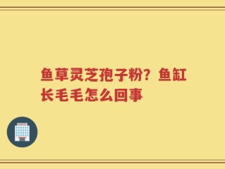 鱼草灵芝孢子粉？鱼缸长毛毛怎么回事