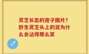 灵芝长出的孢子图片？野生灵芝头上的泥为什么会沾得那么紧