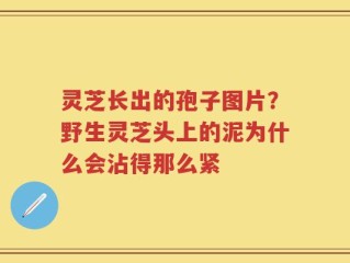 灵芝长出的孢子图片？野生灵芝头上的泥为什么会沾得那么紧