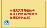 树林黑灵芝种植技术(黑灵芝的高效种植技术在林区得到应用)