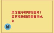 灵芝孢子粉喷粉图片？灵芝喷粉期间需要浇水么
