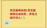 灵芝菌棒幼芽(灵芝菌棒孵化成幼芽，养生之福不待人！)