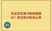东北灵芝孢子粉种植图片？灵芝孢子粉怎么种