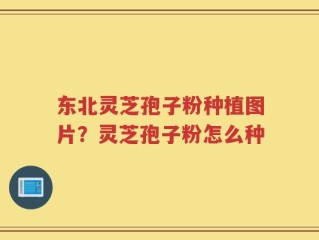 东北灵芝孢子粉种植图片？灵芝孢子粉怎么种