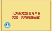 北方白灵芝(北方产白灵芝，具有药用价值)