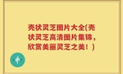 壳状灵芝图片大全(壳状灵芝高清图片集锦，欣赏美丽灵芝之美！)