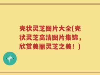 壳状灵芝图片大全(壳状灵芝高清图片集锦，欣赏美丽灵芝之美！)