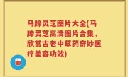 马蹄灵芝图片大全(马蹄灵芝高清图片合集，欣赏古老中草药奇妙医疗美容功效)