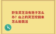 野生灵芝没有孢子怎么办？山上的灵芝挖回来怎么能栽活