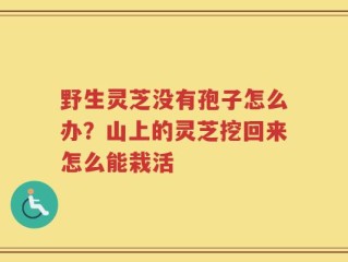 野生灵芝没有孢子怎么办？山上的灵芝挖回来怎么能栽活