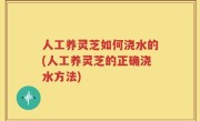 人工养灵芝如何浇水的(人工养灵芝的正确浇水方法)