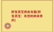 野生灵芝救命文案(野生灵芝：天然的救命奇药)