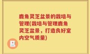 鹿角灵芝盆景的栽培与管理(栽培与管理鹿角灵芝盆景，打造良好室内空气质量)