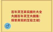 百年灵芝真实图片大全大图百年灵芝大图集：探索真实的芝菇之谜)