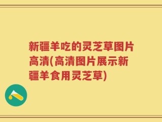 新疆羊吃的灵芝草图片高清(高清图片展示新疆羊食用灵芝草)