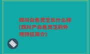 四川白色灵芝长什么样(四川产白色灵芝的外观特征简介)